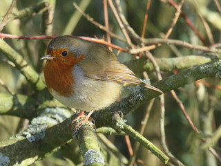 Robin in woodland