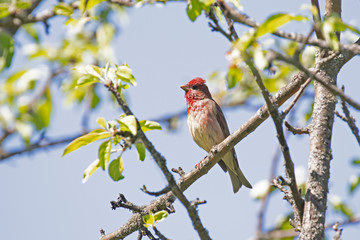 Male common rosefinch (Carpodacus erythrinus). The common rosefinch (Carpodacus erythrinus) or scarlet rosefinch is the most widespread and common rosefinch of Asia and Europe.