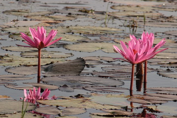 Lotus Indian Flower 