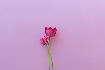 Two red tulips on a pink background.
