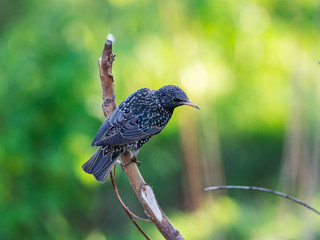 The common starling (Sturnus vulgaris), also known as the European starling.