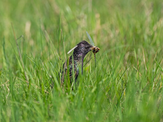 Common starling (Sturnus vulgaris) with prey in the beak for chicks.