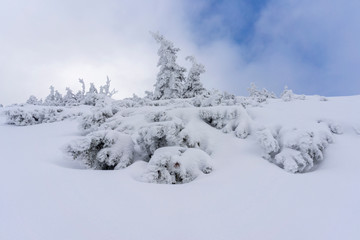 Frozen trees in deep snow. Tatra Mountains.