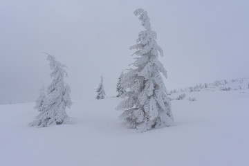Frozen trees in deep snow. Tatra Mountains.