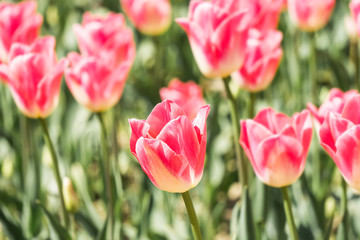 Blurred background tulip buds in soft light on  Spring season Floral background