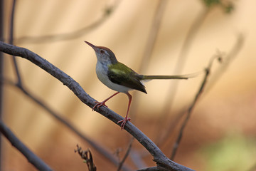 Bee Eater - Bird on a branch