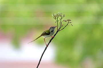 Humming Bird on a branch