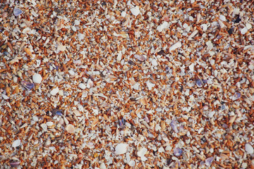 Image Of Seashells On The Beach.