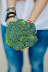 Fresh and big broccoli harvest. The girl holds the crop in his hands.