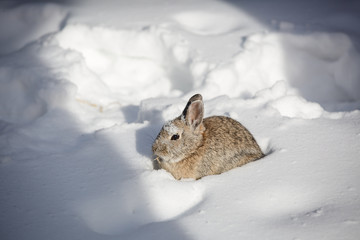Obraz premium Winter wild rabbit playing in the snow