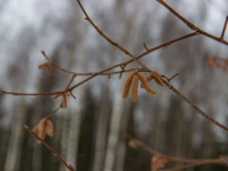 Hazelnut earrings close up. Inflorescences of the bush in the winter waiting for the spring awakening. Selective focus..
