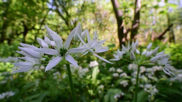 Ramsons / buckrams / wild garlic / broad-leaved garlic / wood garlic (Allium ursinum) in flower in forest in spring