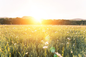 Blurred nature scene Camomile flowers beautiful nature scene field in sunlight spring floral background Beautiful meadow © Anna