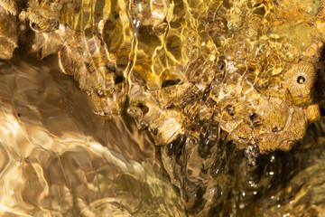 Balanus (Balanomorpha) is a genus of barnacles in the family Balanidae of the subphylum Crustacea.