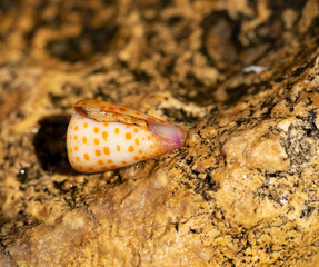 Conus tessulatus, common name the tessellated cone, is a species of sea snail, a marine gastropod mollusk. A mottled shell on a rock.