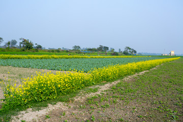 Fototapeta na wymiar Yellow mustard flower fields with green cabbages fields - beautiful winter landscape.