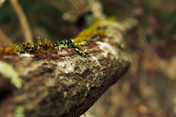 Liquen en árbol
