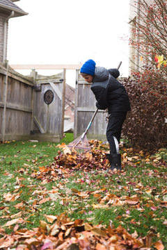 Adolescent Boy Raking Leaves In The Backyard On A Fall Day.