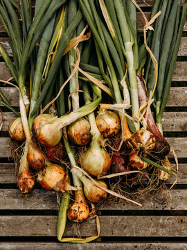 Bunch of onions  from the garden after recently being picked