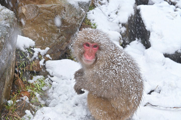 Snow monkey soaking in onsen , Winter in Nagano ,Japan