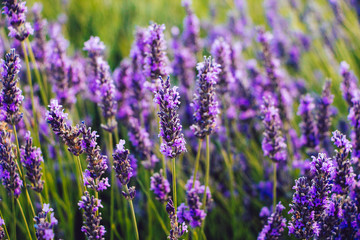 Blooming lavender flowers detail