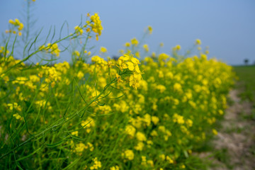 Yellow mustard flower, mustard flower field is fully bloomed.