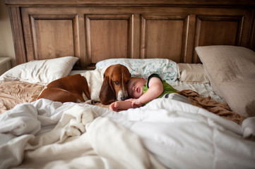 Toddler boy sleeping in bed with basset hound dog next to him at home