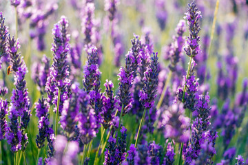 Blooming lavender flowers close up in a sunny day
