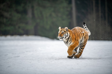 Siberian Tiger running in snow. Beautiful, dynamic and powerful photo of this majestic animal. Set in environment typical for this amazing animal. Birches and meadows