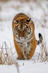 Siberian Tiger running in snow. Beautiful, dynamic and powerful photo of this majestic animal. Set in environment typical for this amazing animal. Birches and meadows