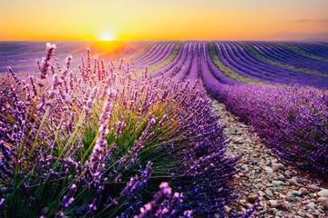 Blühendes Lavendelfeld bei Sonnenuntergang in der Provence, Frankreich © asife