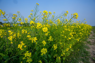 Yellow mustard flower, mustard flower field is fully bloomed.