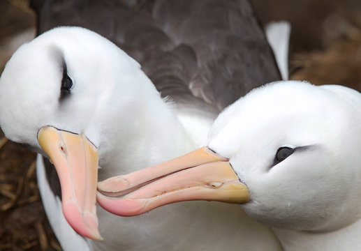 A pair of Black Browed Albatross (Thalassarche melanophris) Allopreening to reinforce the pair bond in a nesting colony on Westpoint island in the Falkland Islands off argentina, in South Ame