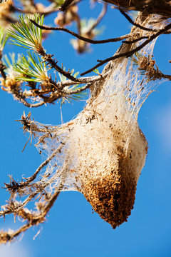 Nests of the Pine Processionary Caterpiller (Thaumetopoea pityocampa) in pine trees in the Sierra Nevada mountains of southern Spain. These moth caterpillars attack and eat the pine needles,