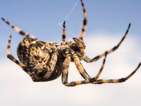 A large spider in its web on Lesvos, Greece