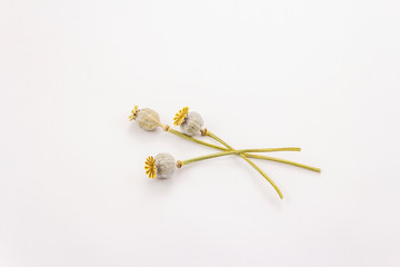Dried poppy heads bunch isolated on white background