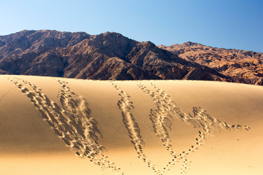 Footprints and lizard tracks on the Mesquite flat sand dunes in Death Valley which is the lowest, hottest, driest place in the USA, with an average annual rainfall of around 2 inches, some ye