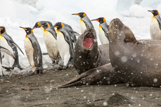 Large bull Southern Elephant Seal; Mirounga leonina, at Gold Harbour, South Georgia, Antarctica, in a King Penguin colony.