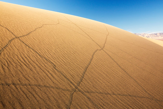 Lizard trails on the Mesquite flat sand dunes in Death Valley which is the lowest, hottest, driest place in the USA, with an average annual rainfall of around 2 inches, some years it does not
