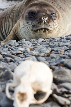 Southern Elephant Seal; Mirounga leonina, and a seal skull on Prion Island, South Georgia, Antarctica.