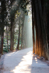 the sun rays illuminate the park path through the crowns of pines in misty winter morning