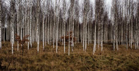 Forest of Silver Birch trees in Sweden in winter