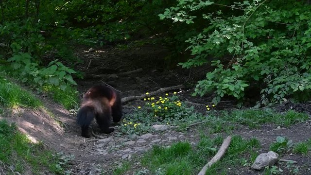 Wolverine (Gulo gulo) marking territory in forest with anal scent glands
