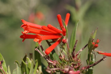 flowers bouvardia