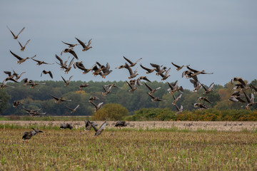 Wild Goose in winter Netherlands