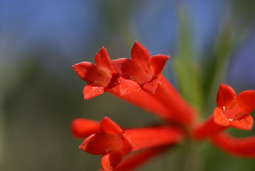 flowers bouvardia