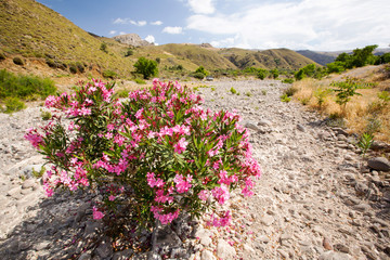 A dried up river bed in Skala Eresou on Lesvos, Greece. Although river flowds are seasonal and often dry up in summer, climate change modelling predicts that droughts will become more frequen