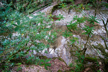 horizontal photo - a magical forest. Old trees covered with moss on the banks of a mountain river.