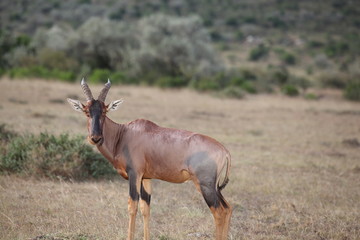 Hartebeest antelope, Topi in the wilderness of Africa