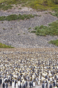 King Penguins in the world's second largest King Penguin colony on Salisbury Plain, South Georgia, Southern Ocean.
